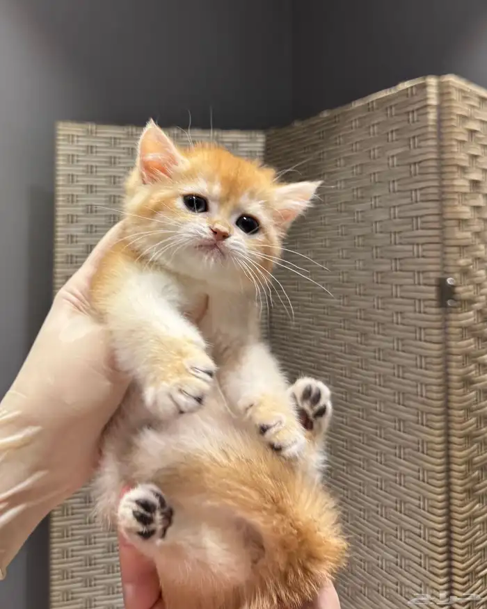 سكوتش ستريت ny12 انثى ( مع البيدكري) 1