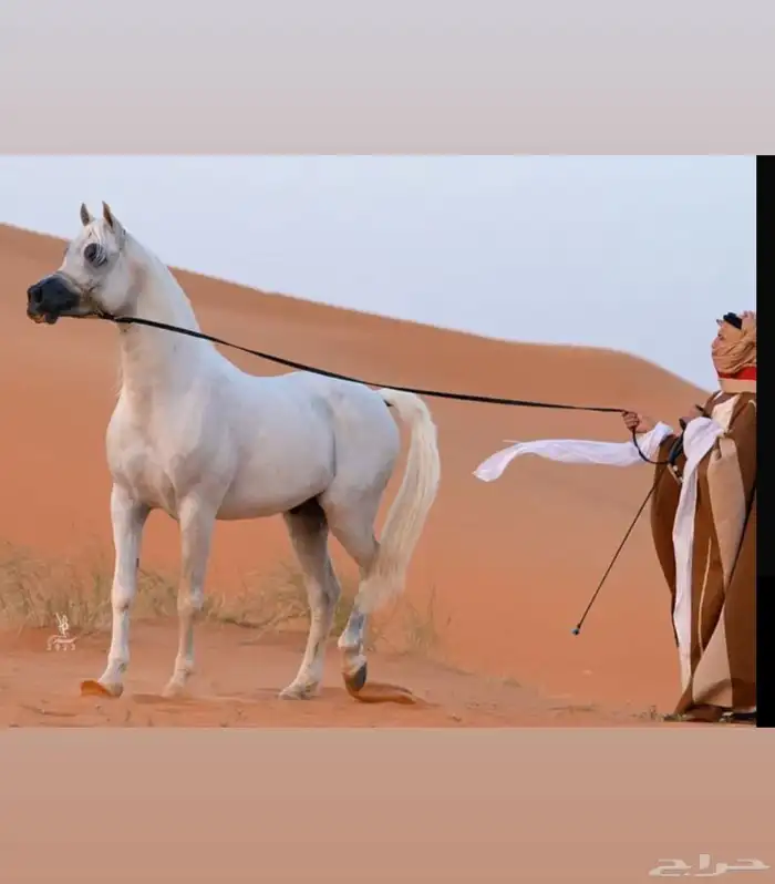 حصان عربي واهو 1