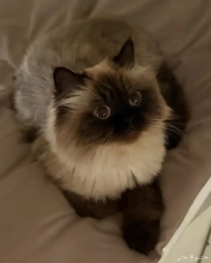 همالايا للتبني 1