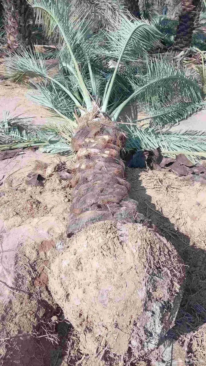 نقايل للبيع فنخاء مجدول صقعي هلالي خلاص سكري 3