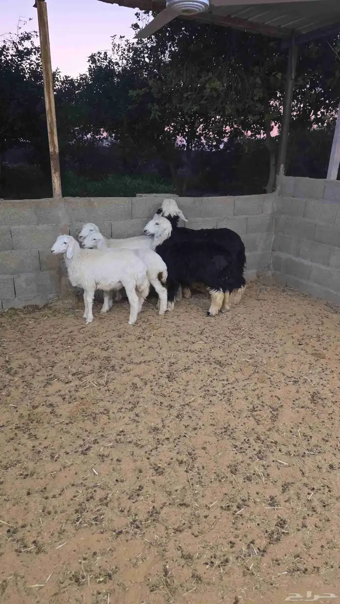 بهم تم البيع تم البيع تم البيع 4