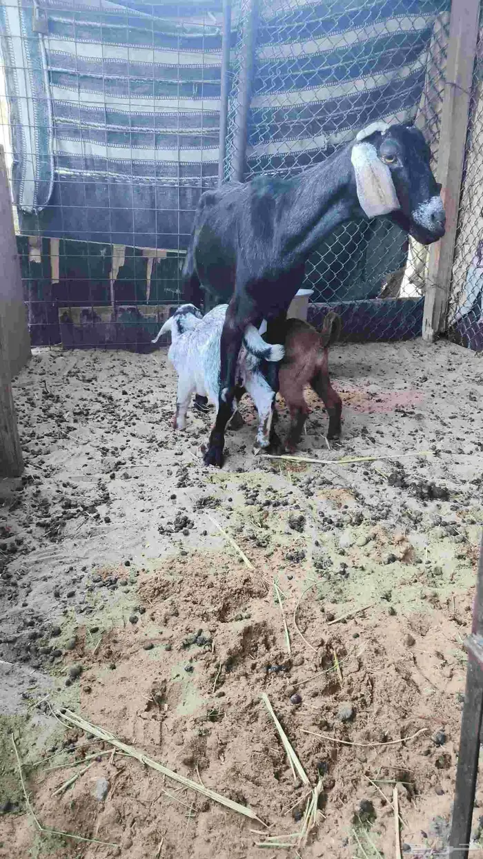 عنز جنوبيه خصم 0