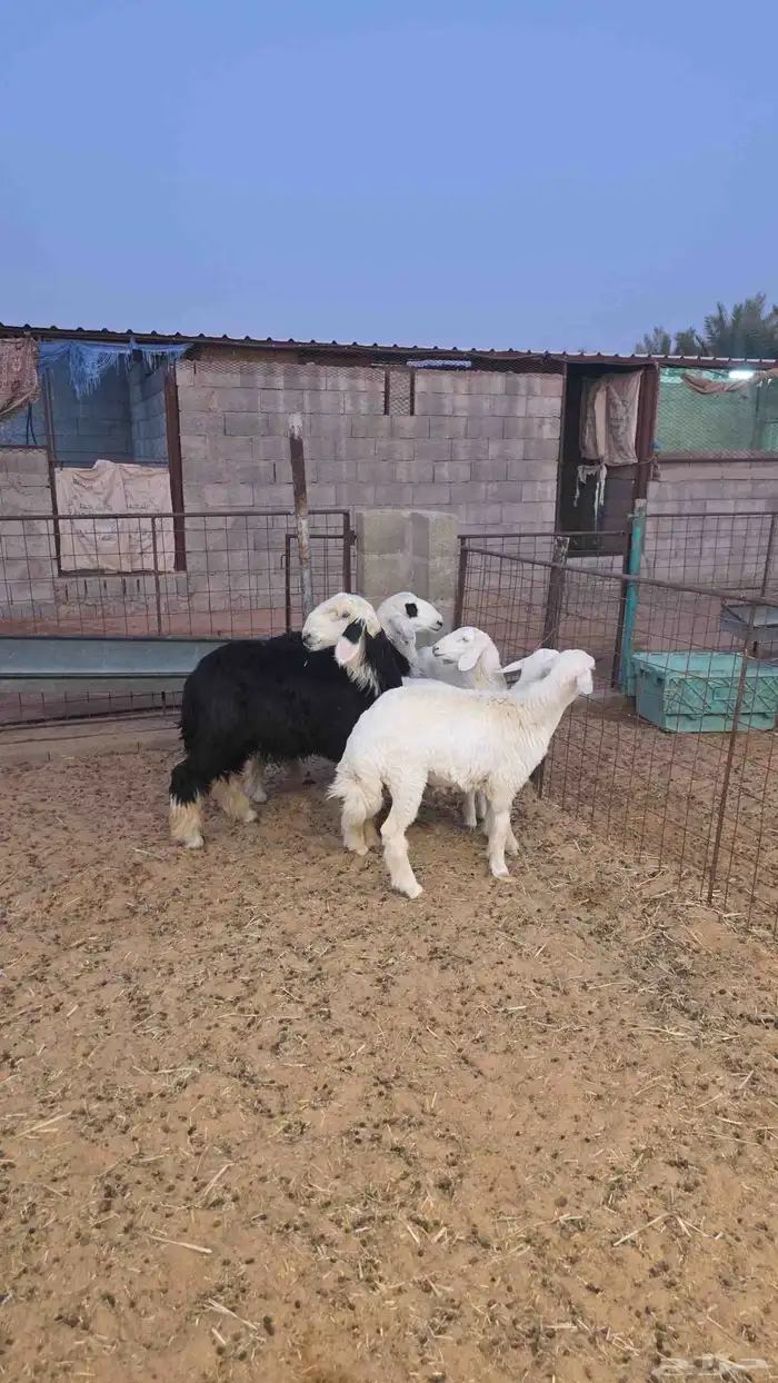 بهم تم البيع تم البيع تم البيع 0