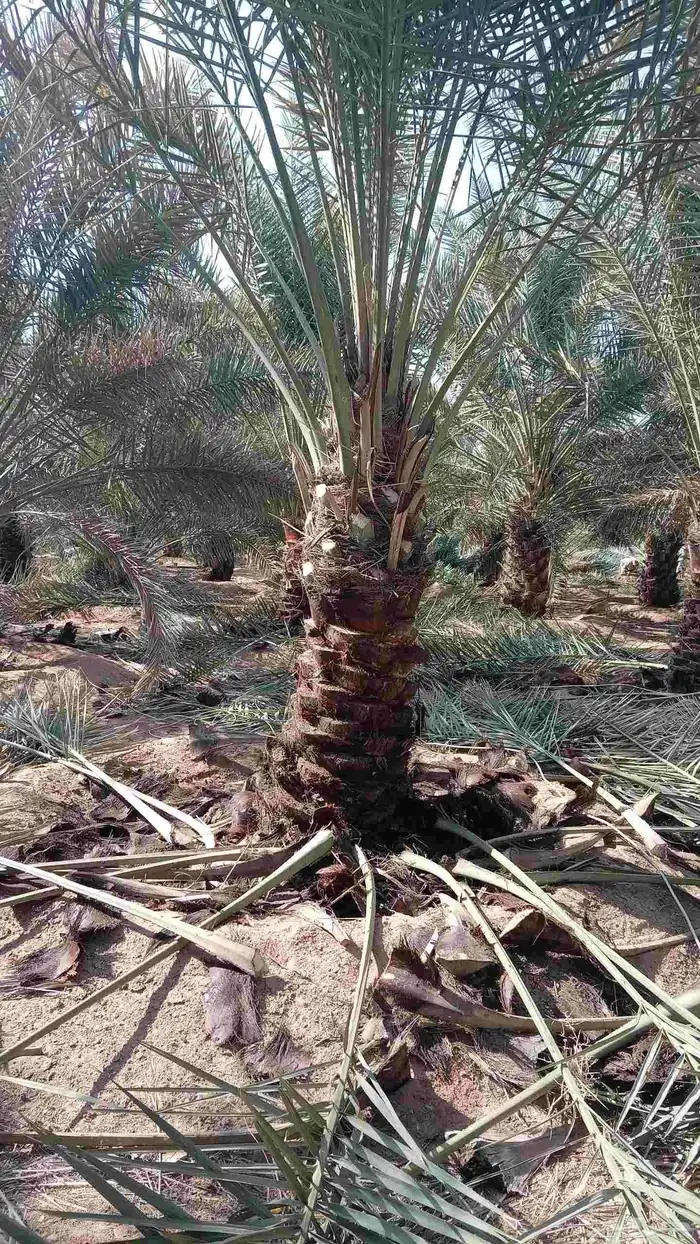 نقايل للبيع فنخاء مجدول صقعي هلالي خلاص سكري 2