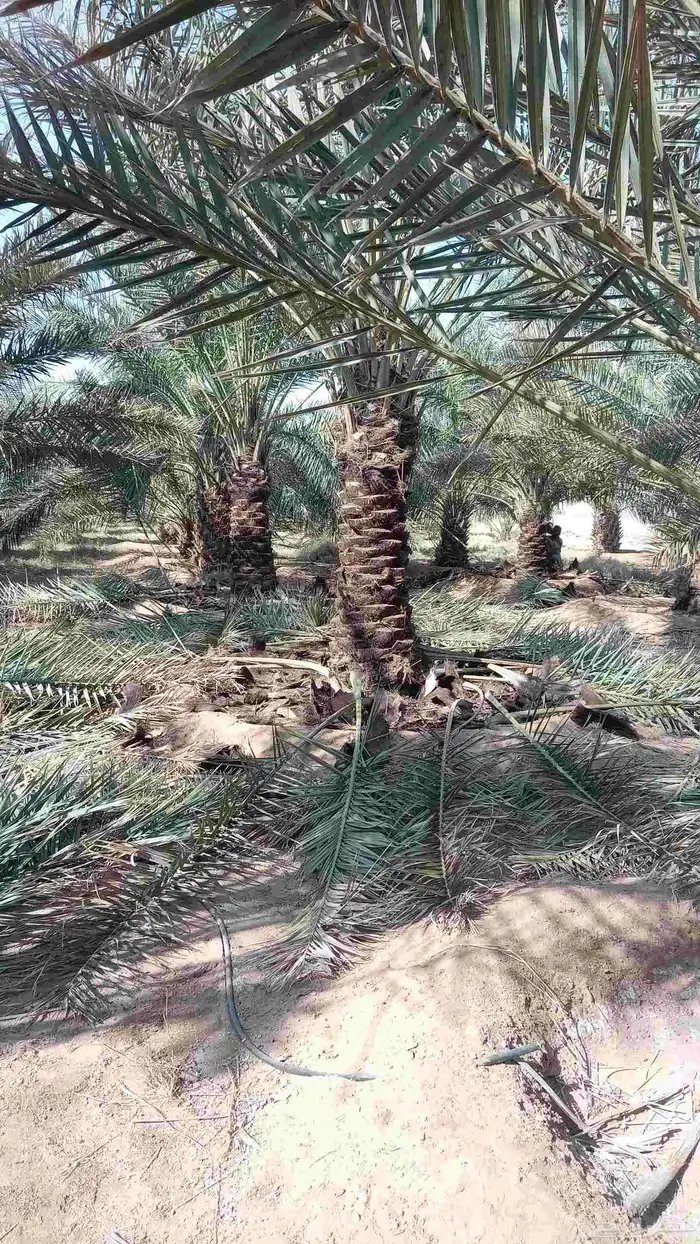 نقايل للبيع فنخاء مجدول صقعي هلالي خلاص سكري 1