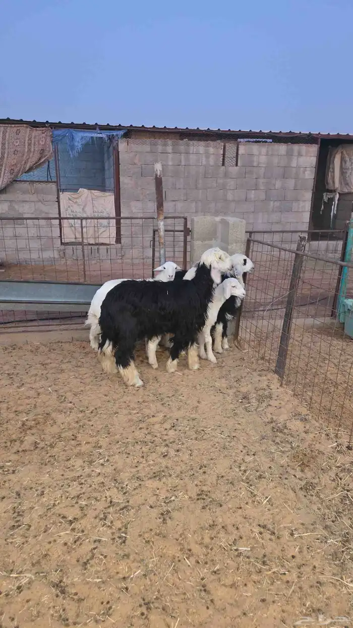 بهم تم البيع تم البيع تم البيع 2