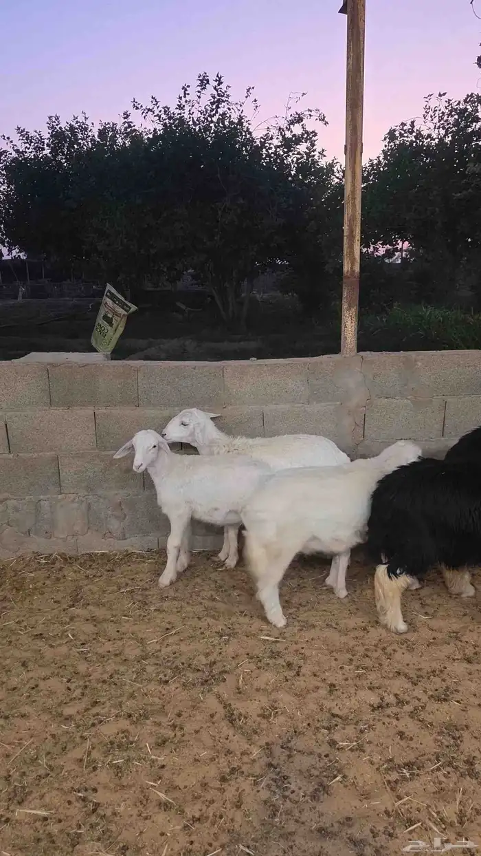 بهم تم البيع تم البيع تم البيع 3