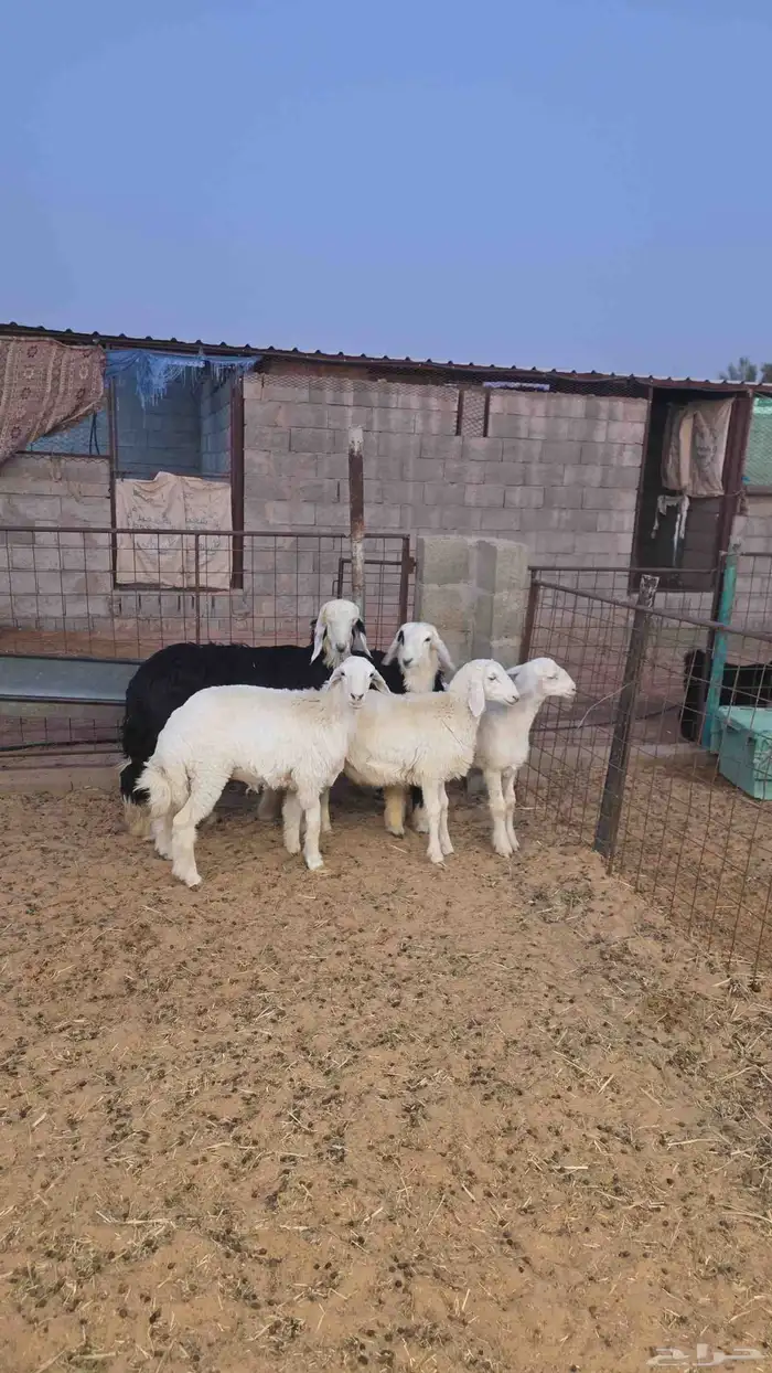 بهم تم البيع تم البيع تم البيع 1