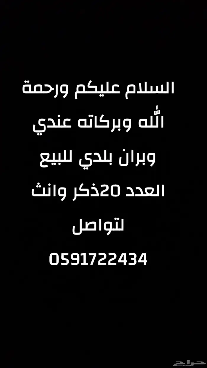 الحيوانات اليفه 0