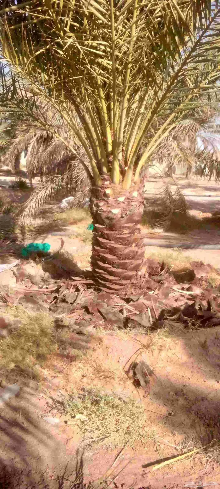 We have all kinds of palm trees 3