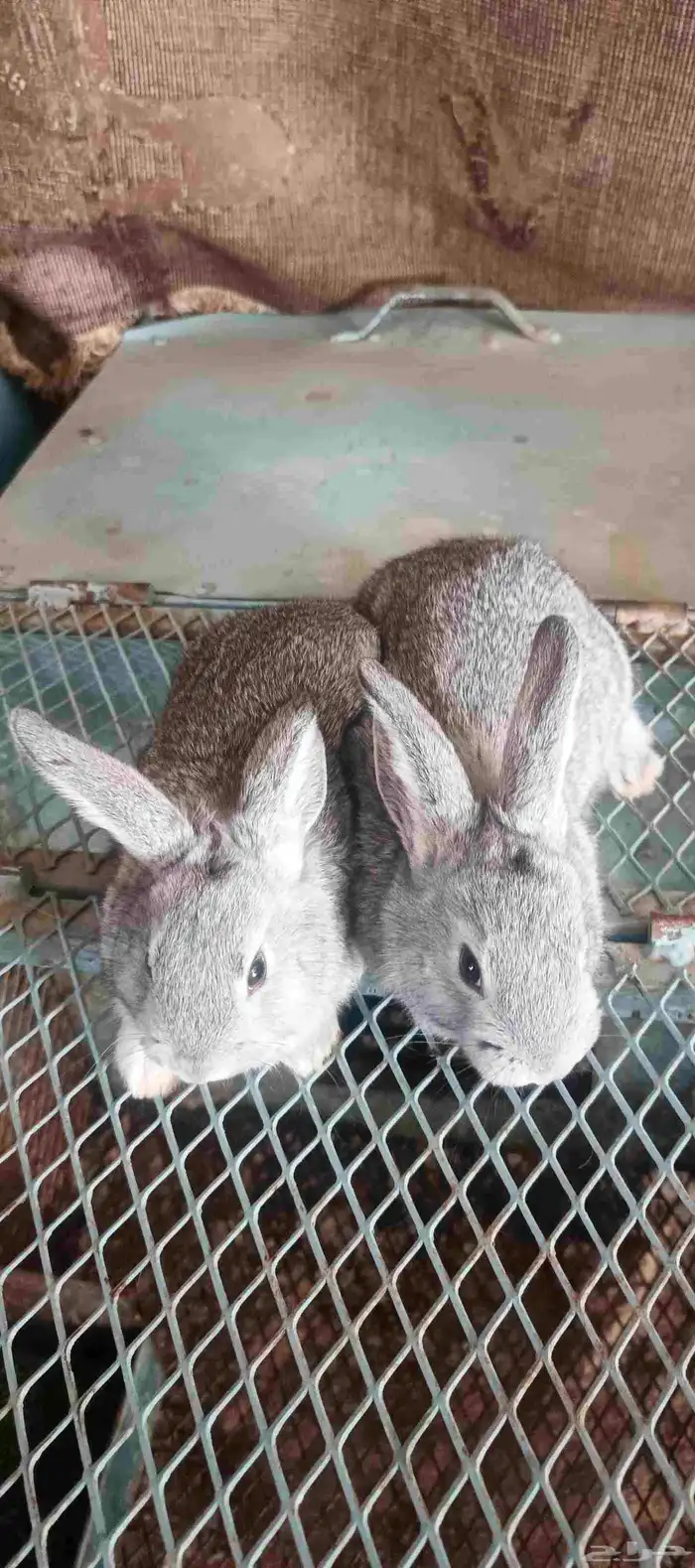 ارانب ايطالي انقليزي قزم 0