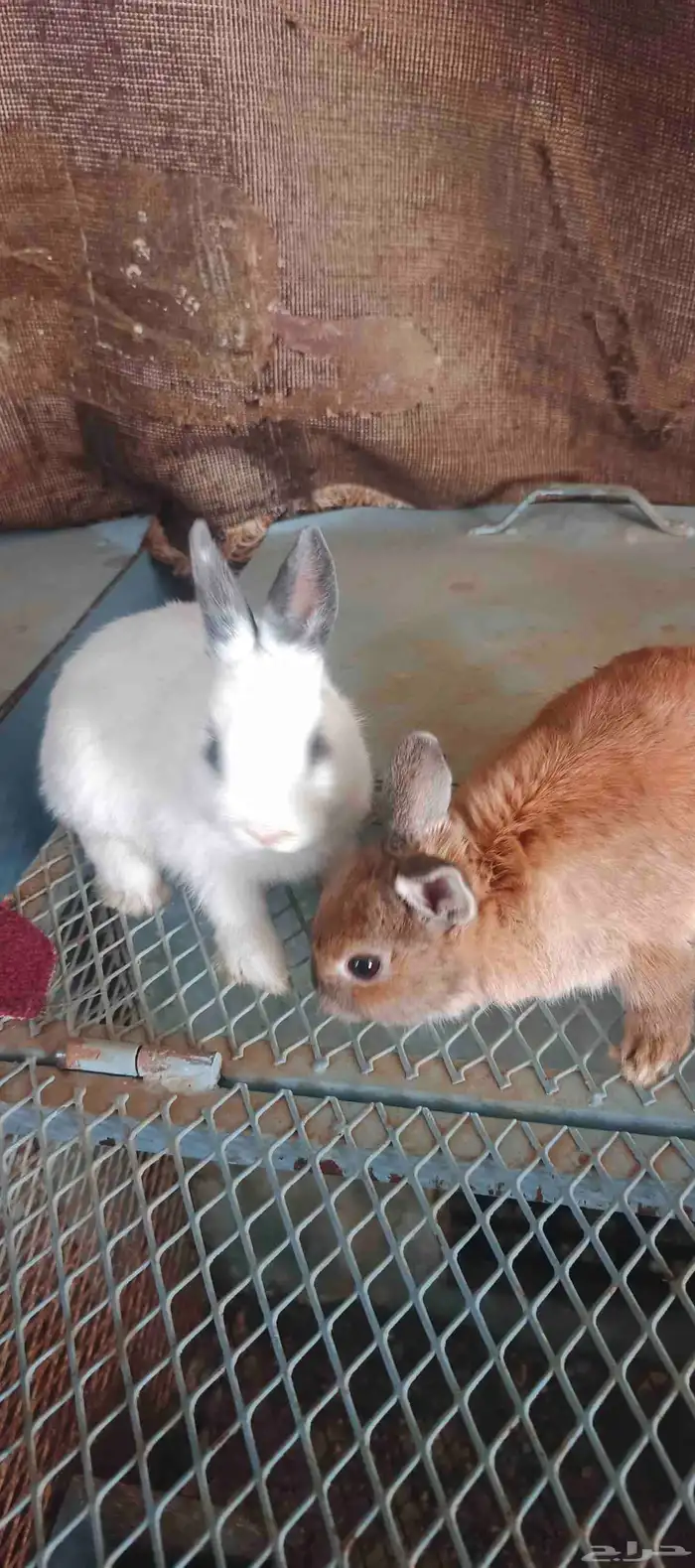 ارانب ايطالي انقليزي قزم 3