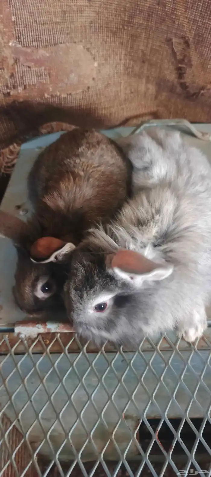 ارانب ايطالي انقليزي قزم 1