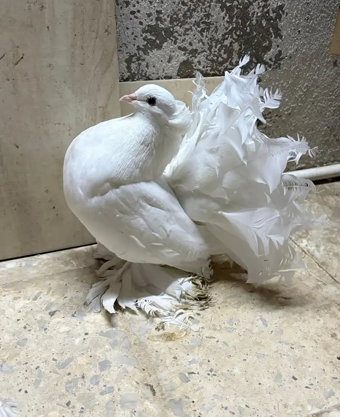 زوج رقاص هندي منتج 3