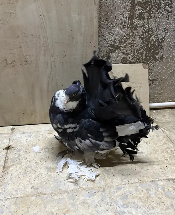 زوج رقاص هندي منتج 5