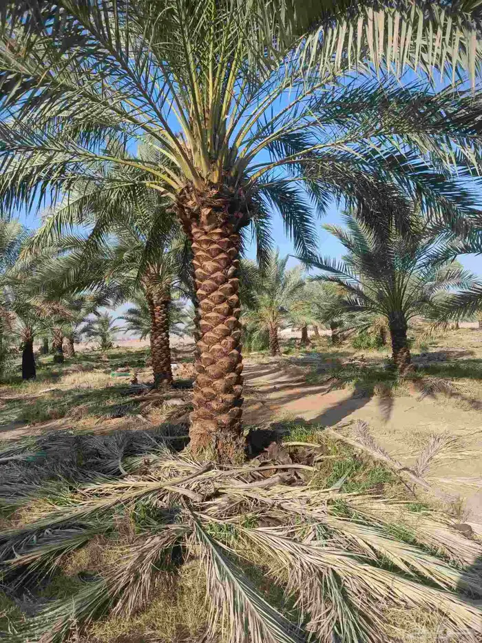 نخيل عربي انواع طيبه 1