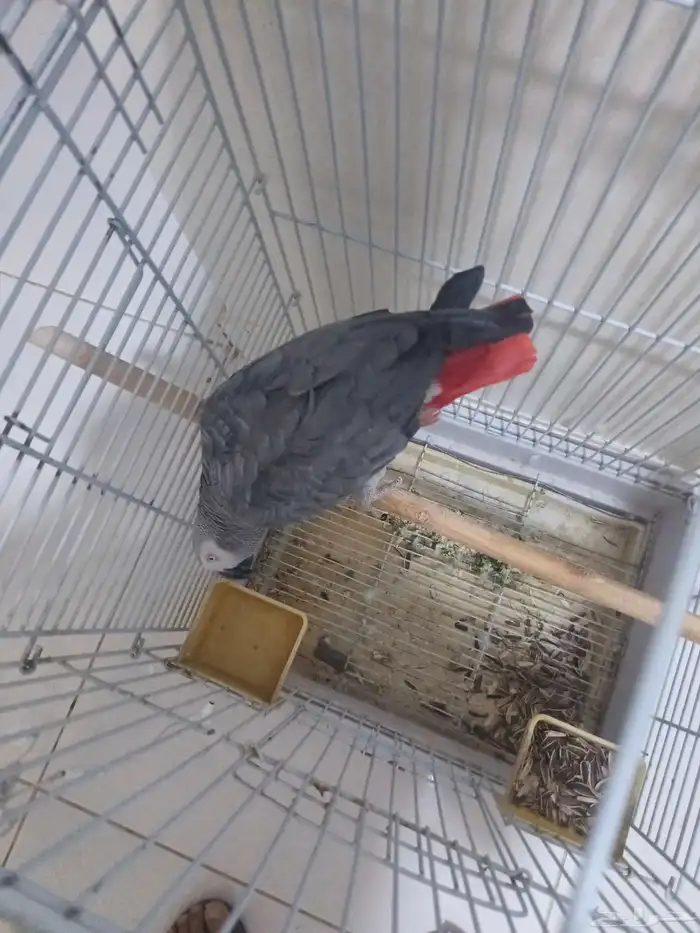 ببغاء اليف متكلم 0