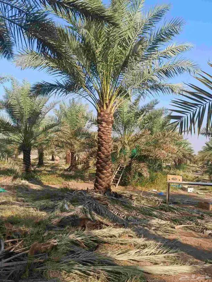 نخيل عربي انواع طيبه 5