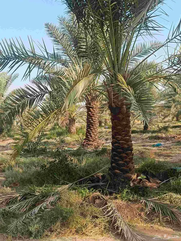 نخيل عربي انواع طيبه 3