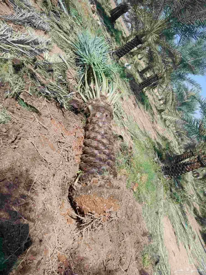 نخيل عربي انواع طيبه 8