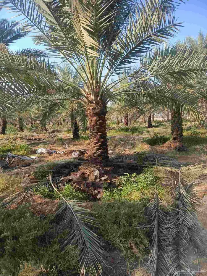 نخيل عربي انواع طيبه 4