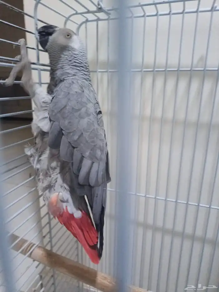 ببغاء اليف متكلم 1