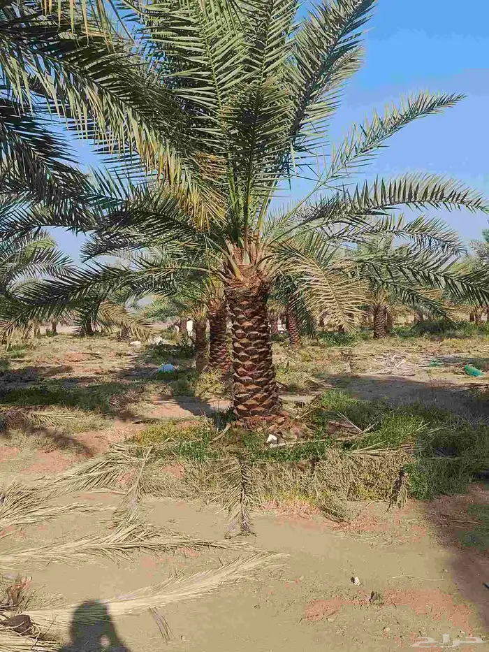 نخيل عربي انواع طيبه 2