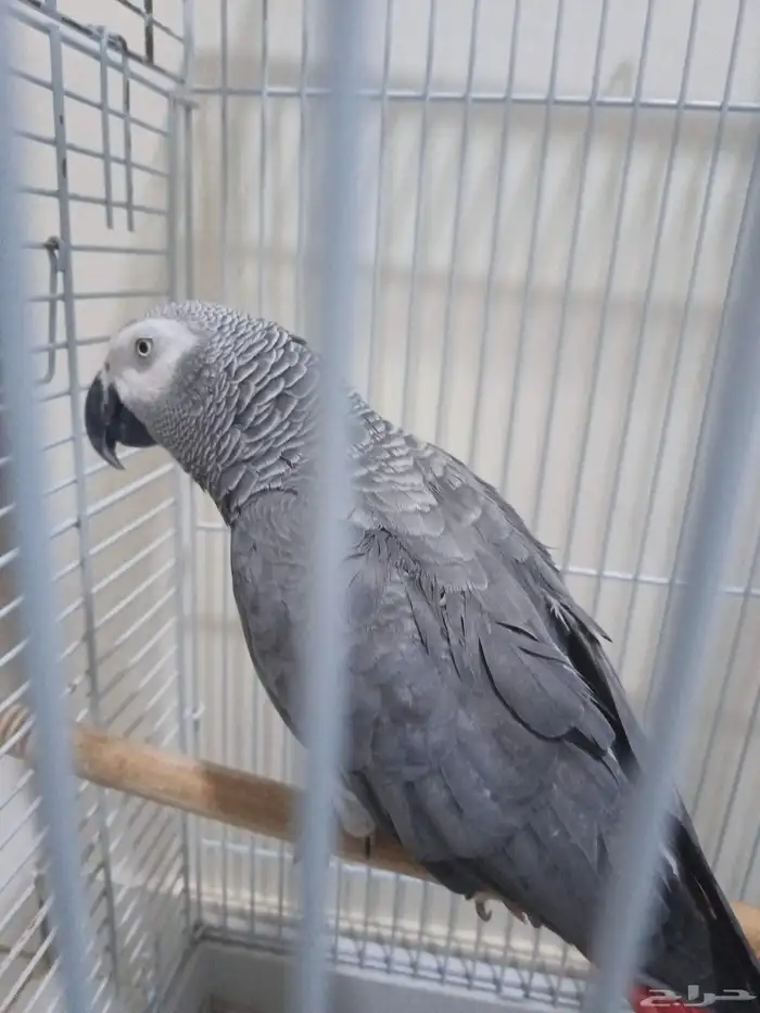 ببغاء اليف متكلم 3