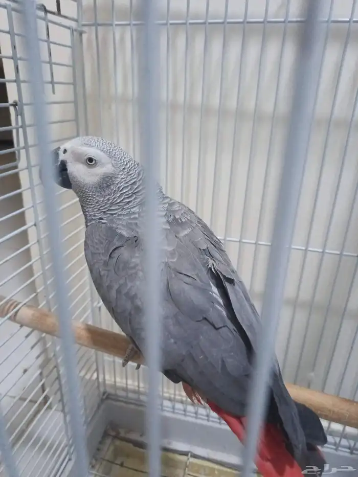 ببغاء اليف متكلم 2