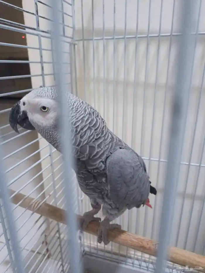 ببغاء اليف متكلم 4