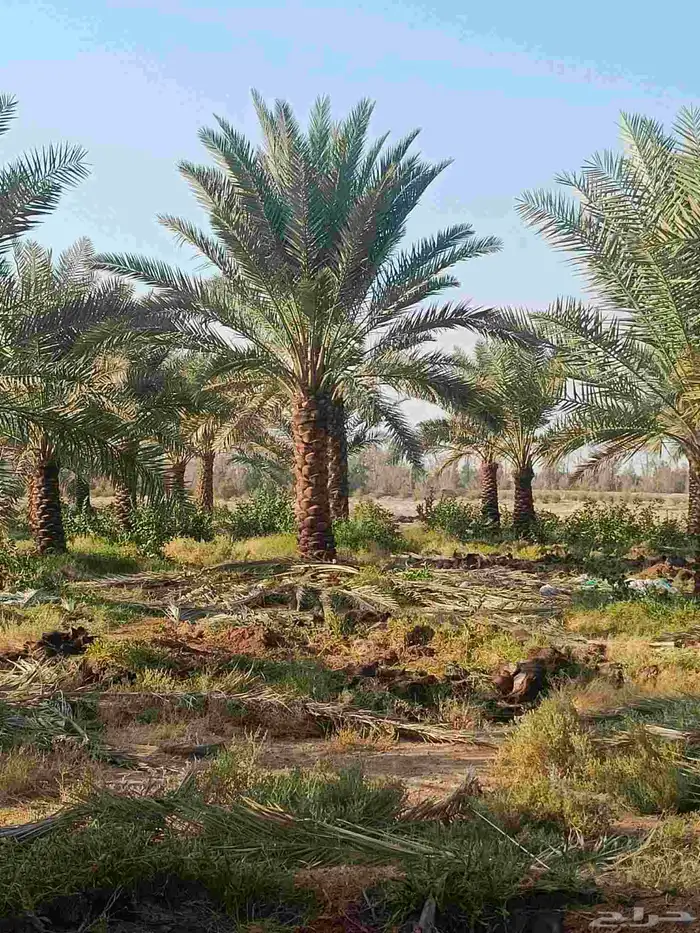 نخيل عربي انواع طيبه 7