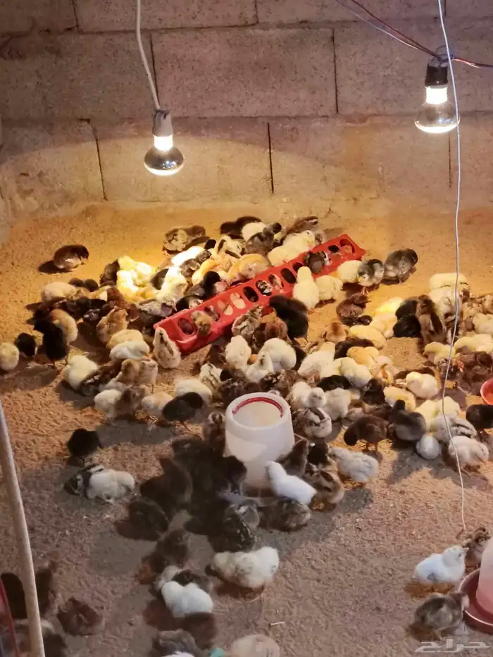 صيصان بلدي 0