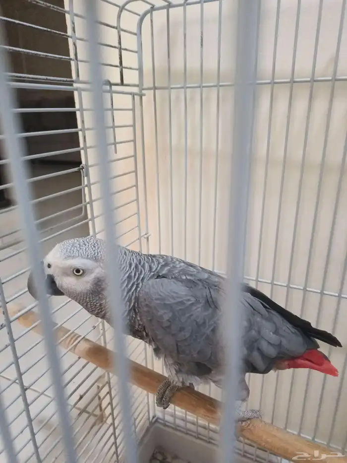 ببغاء اليف متكلم 5