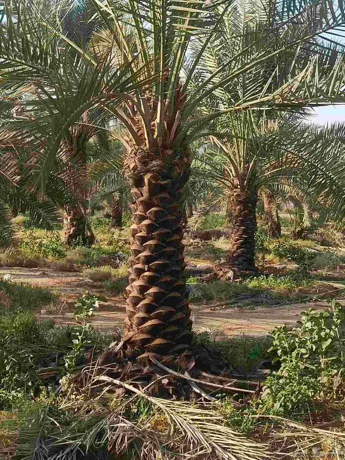 نخيل عربي انواع طيبه 0