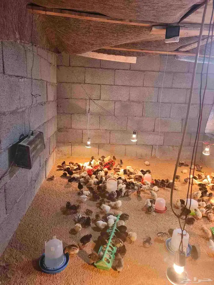 صيصان بلدي 4