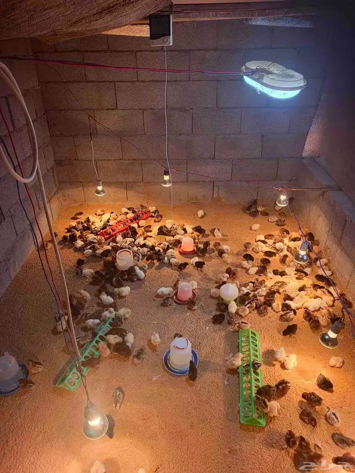 صيصان بلدي 5