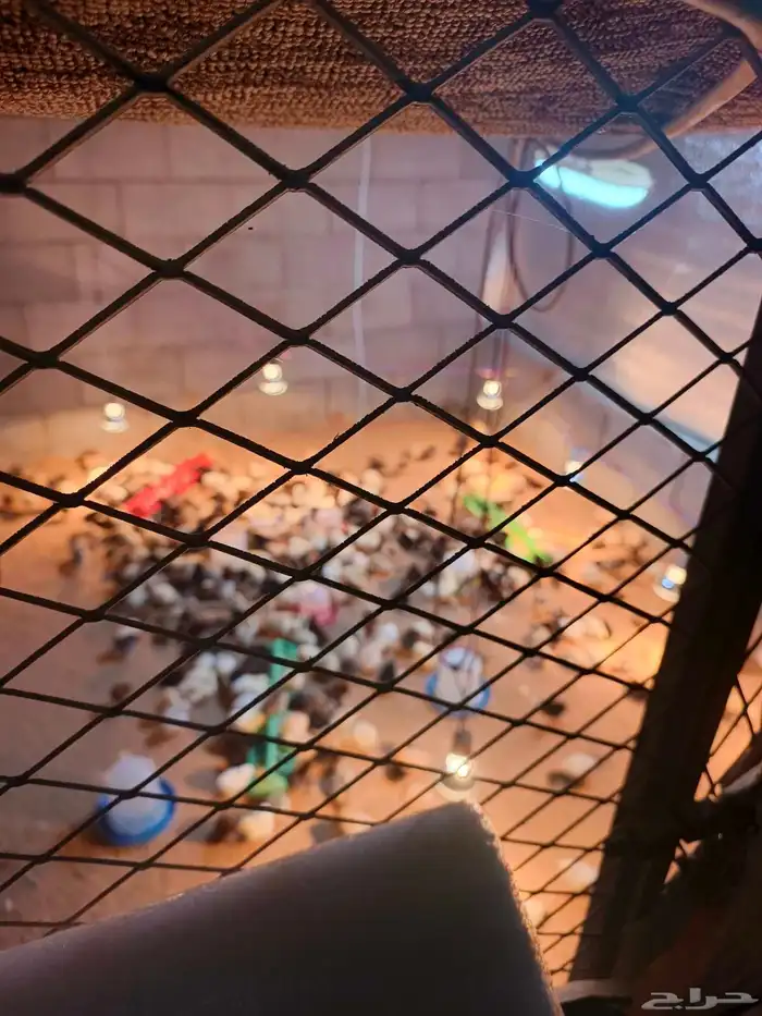 صيصان بلدي 2