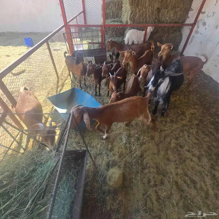 معزاء دفيع دهم مع فحل عارضي 3