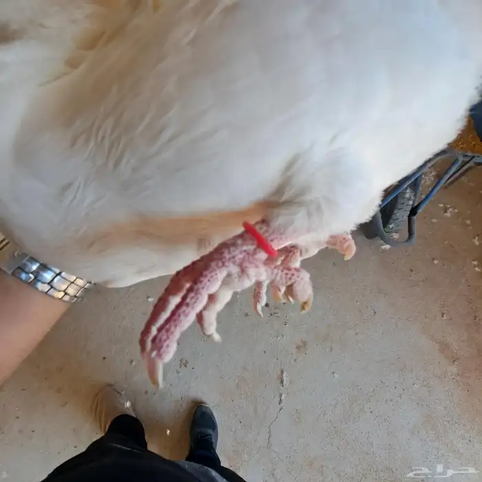 حجول مطاط حمام فرنسي لاحم ( ربل مطاط ) 5