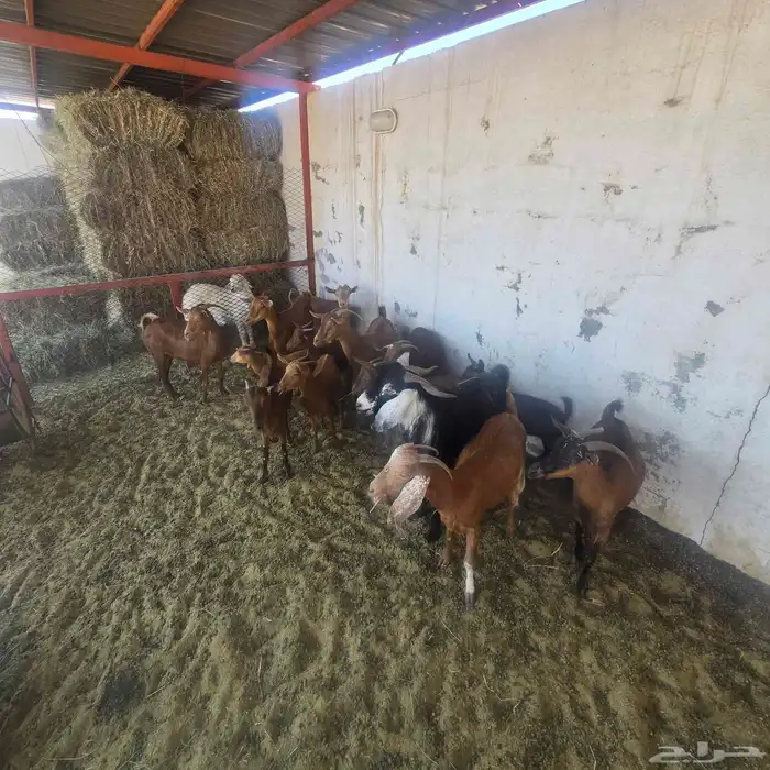 معزاء دفيع دهم مع فحل عارضي 1