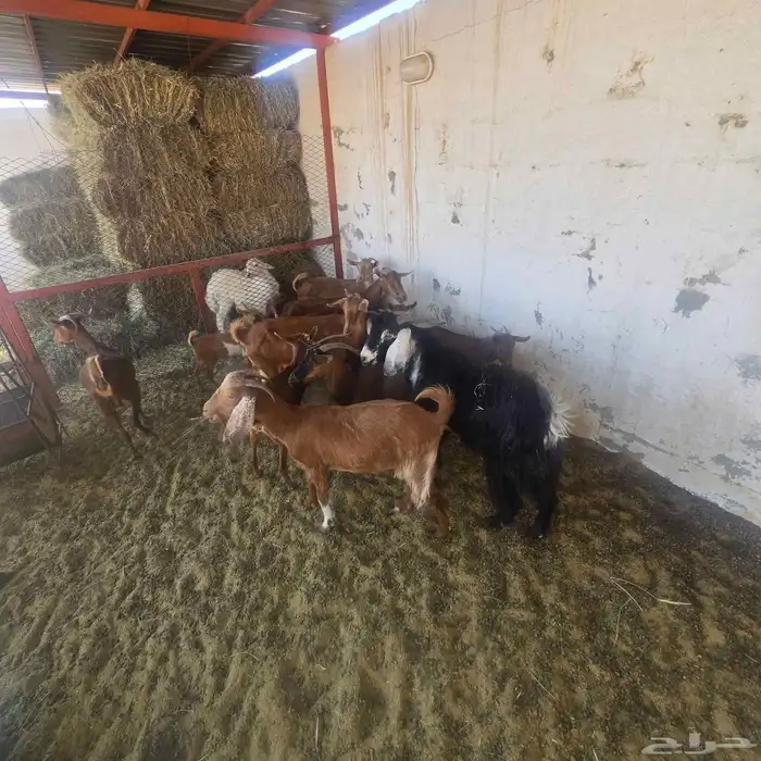 معزاء دفيع دهم مع فحل عارضي 2