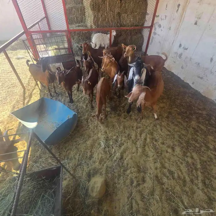 معزاء دفيع دهم مع فحل عارضي 4