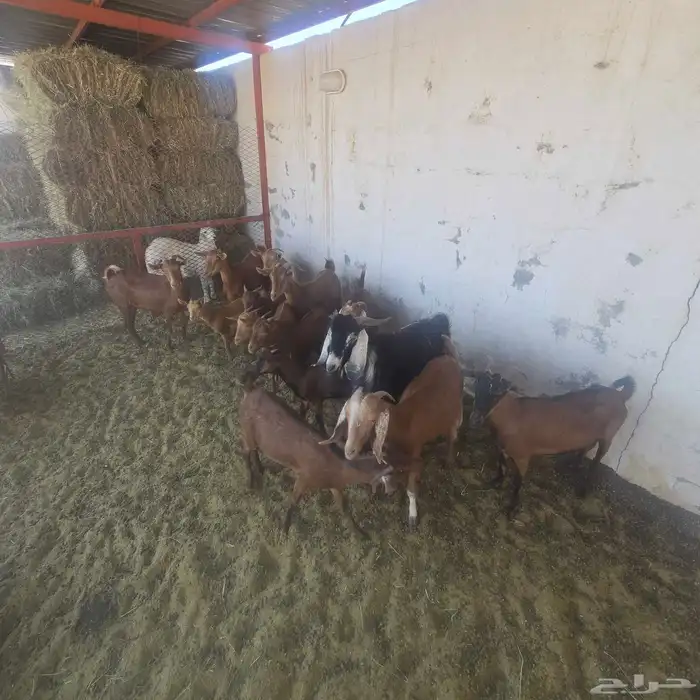 معزاء دفيع دهم مع فحل عارضي 0