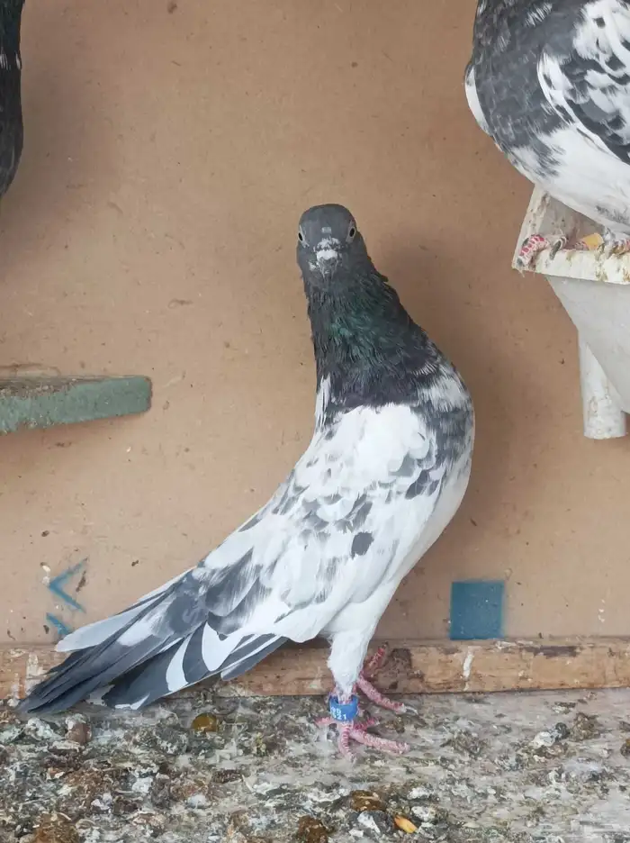 حمام الباكستاني 4