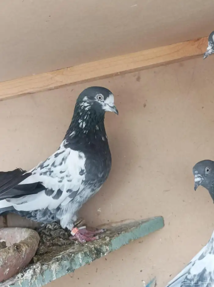 حمام الباكستاني 5