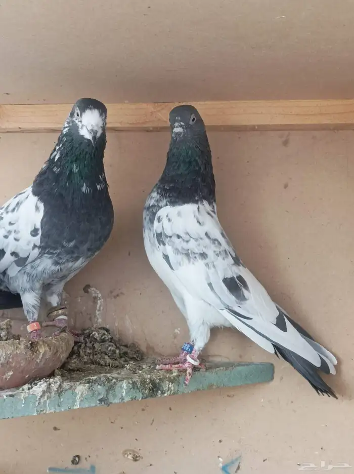 حمام الباكستاني 0