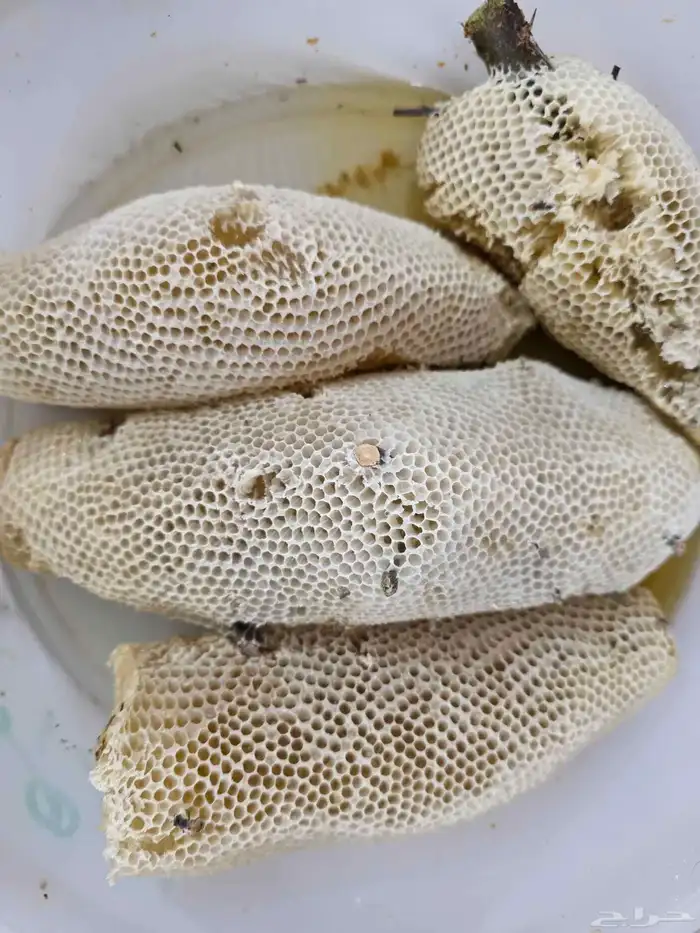 عسل سدر حر بري 5