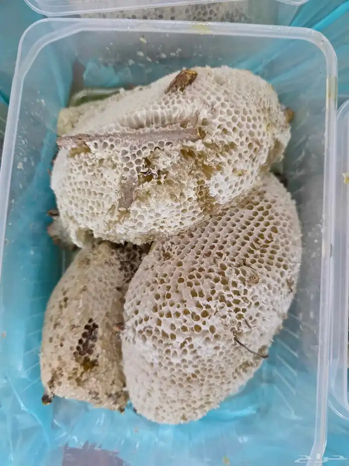 عسل سدر حر بري 1