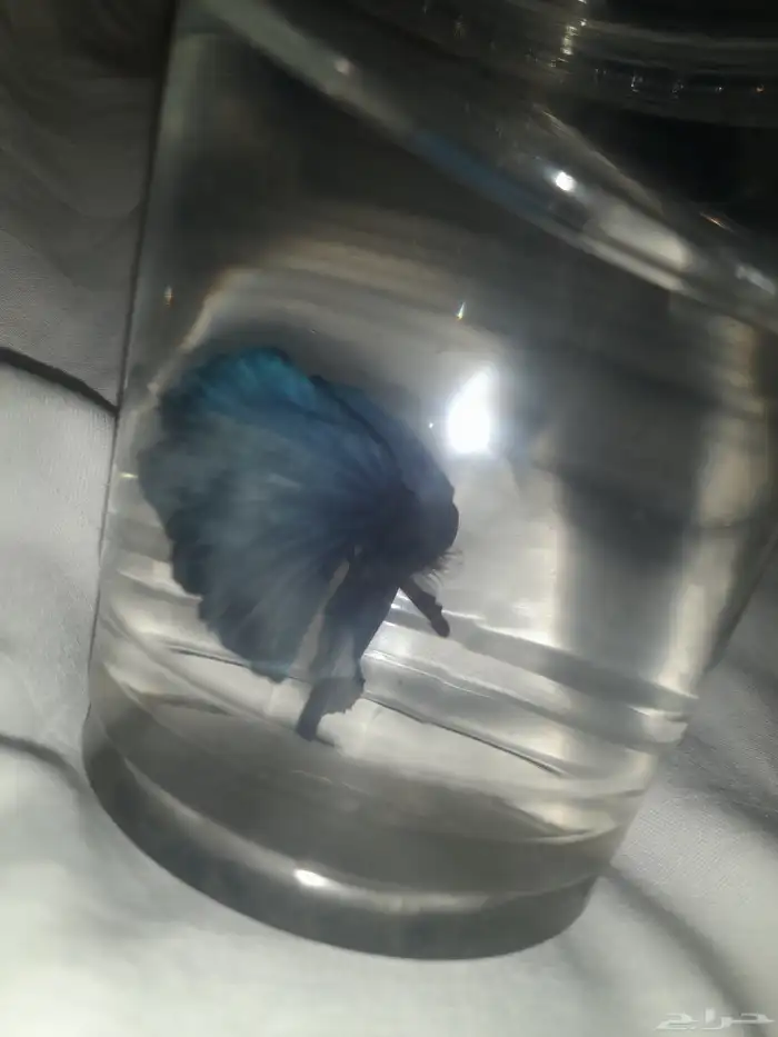 سمك الفايتر 0