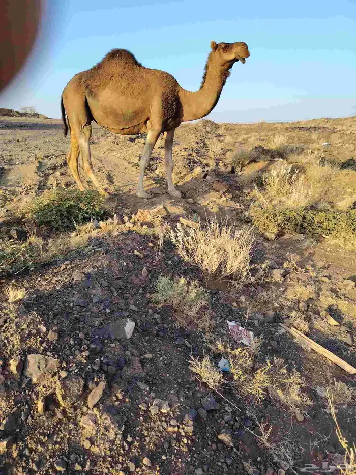 ذود بمعداتها شماليات وفيها باكستانيات 17